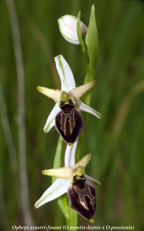 Ophrys montis-leonis sulla costa tirrenica laziale e sugli Aurunci  marzo 2024